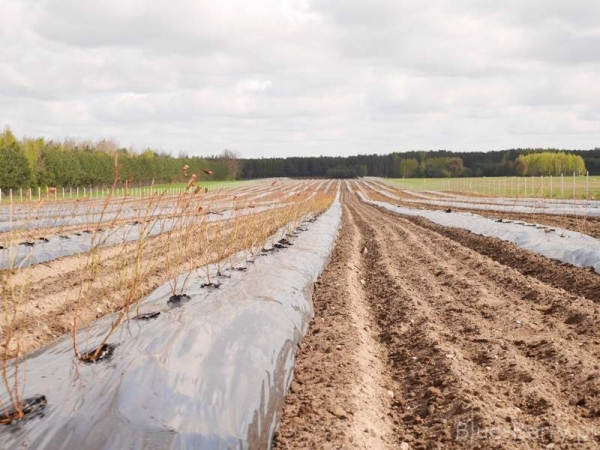 A new blueberry plantation