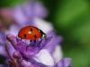 Ladybird (Coccinella septempunctata) 