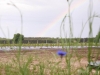 The future of the Polish blueberry business