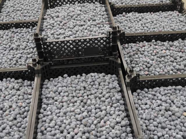 Ukraine is increasing the production of blueberries