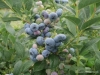 Our blueberry season 2017