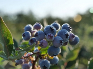 polish blueberry Aurora