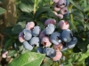 Polish blueberry season